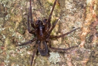 L'Amaurobe froce. Un mle (Araneae - Amaurobiidae - Amaurobius ferox)
